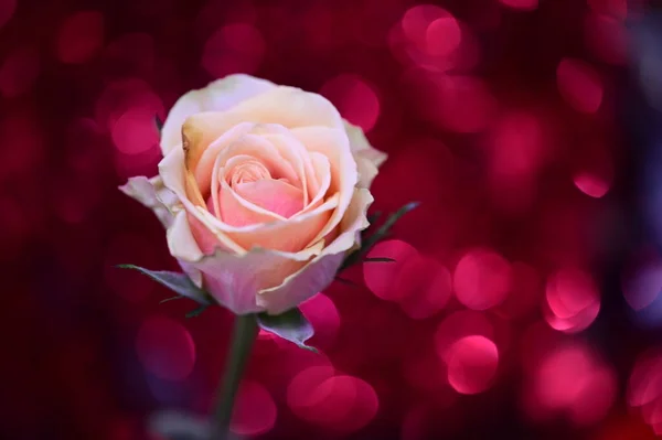 Krásná Růže Reb Rozmazané Pozadí Bokeh — Stock fotografie