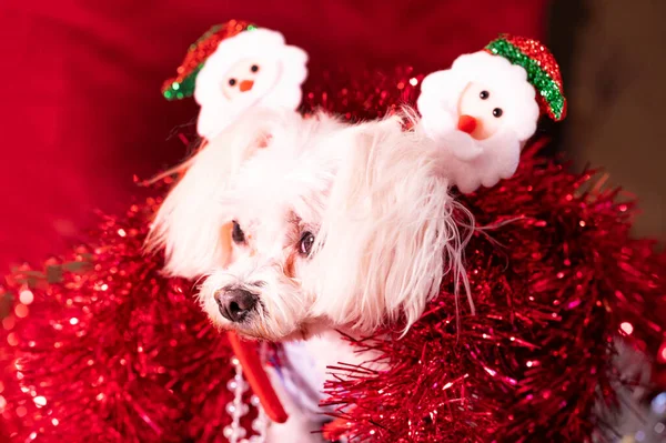 Portrait Cute Dog Christmas Decorations — Stock Photo, Image