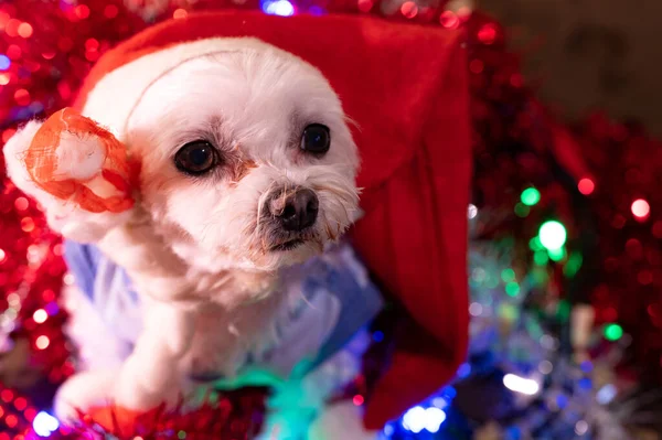 クリスマス飾りのかわいい犬の肖像画 — ストック写真