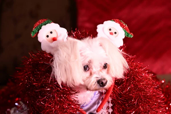 クリスマス飾りのかわいい犬の肖像画 — ストック写真
