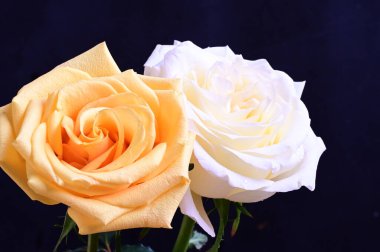 Koyu arkaplanda beyaz ve sarı gül çiçekleri