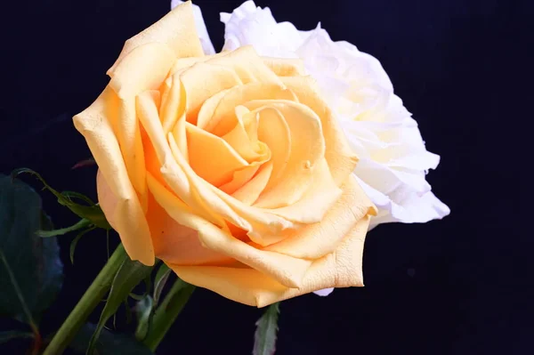 Branco Amarelo Rosa Flores Fundo Escuro — Fotografia de Stock