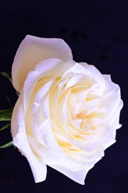 Siyah arkaplanda harika beyaz bir gül