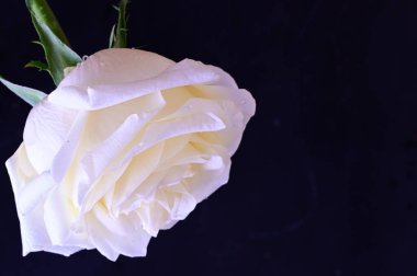 Siyah arkaplanda harika beyaz bir gül