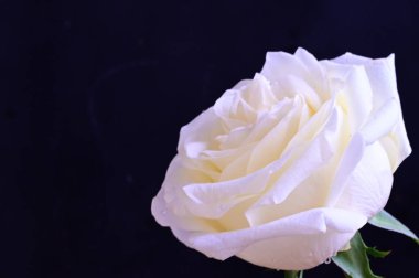 Siyah arkaplanda harika beyaz bir gül