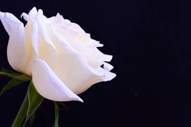 Siyah arkaplanda harika beyaz bir gül