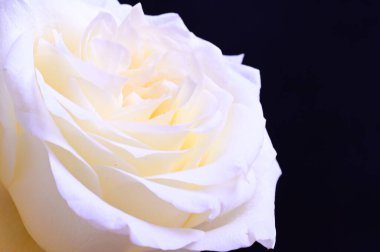 Siyah arkaplanda harika beyaz bir gül