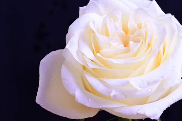 Удивительная Белая Роза Черном Фоне — стоковое фото
