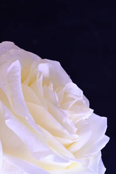 驚くべき白いバラが黒を背景に — ストック写真