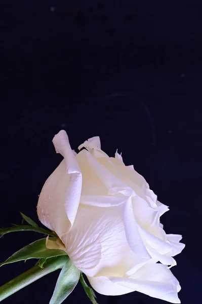 Rosa Branca Incrível Fundo Preto — Fotografia de Stock