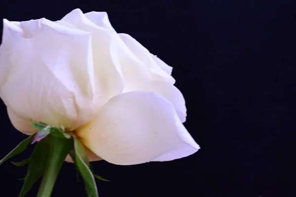 stock image amazing white rose on black background