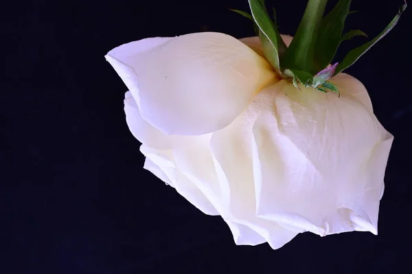 Increíble Rosa Blanca Sobre Fondo Negro — Foto de Stock