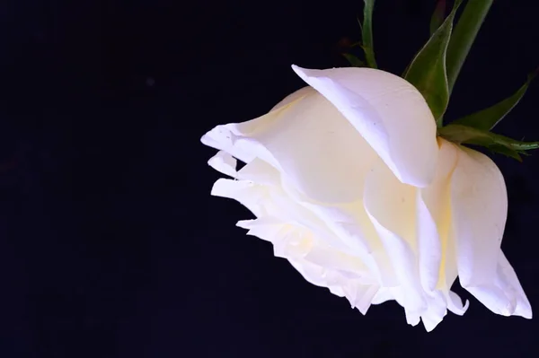 Erstaunliche Weiße Rose Auf Schwarzem Hintergrund — Stockfoto