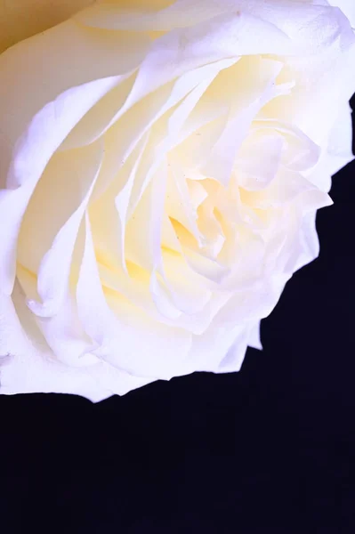 Εκπληκτικό Λευκό Τριαντάφυλλο Μαύρο Φόντο — Φωτογραφία Αρχείου