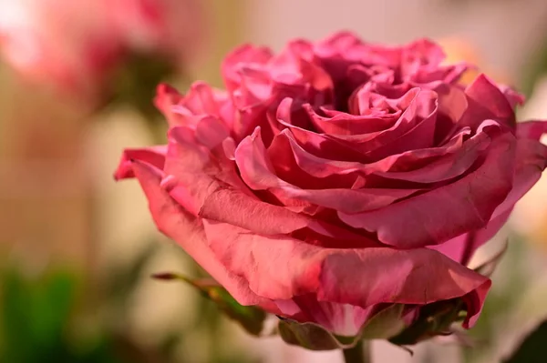 Красивая Розовая Роза Саду Крупный План — стоковое фото
