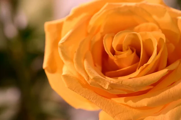Schöne Gelbe Rose Garten Nahsicht — Stockfoto