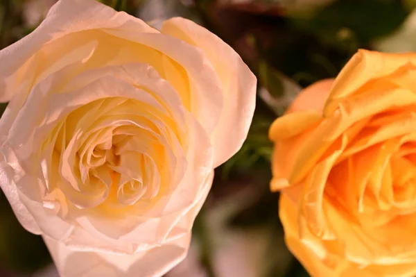 Schöne Gelbe Und Weiße Rosen Garten Nahsicht — Stockfoto