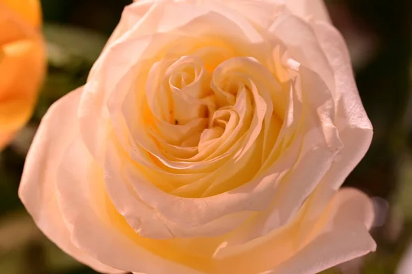 Schöne Weiße Rose Garten Nahsicht — Stockfoto