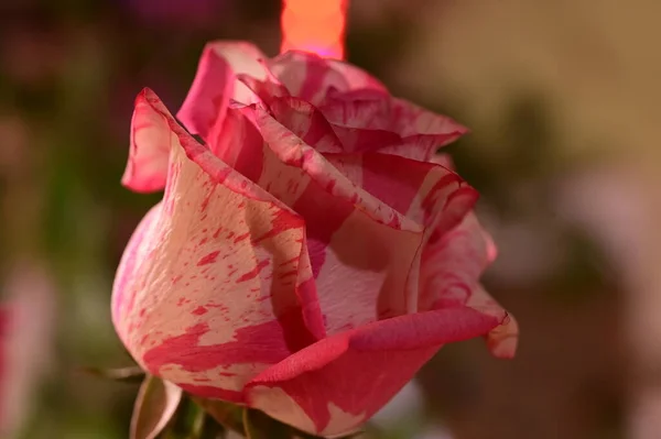 Vacker Rosa Ros Trädgården Närbild — Stockfoto