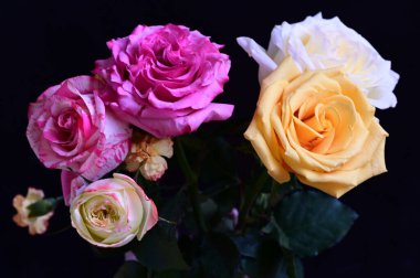 Koyu arkaplanda güzel gül çiçeklerinin yakın görüntüsü