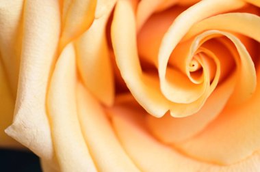 Güzel sarı gül, kapat manzarayı