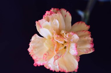 Karanlık arka planda güzel karanfil çiçeği