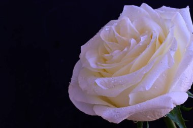 Siyah arkaplanda harika beyaz bir gül