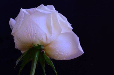 Siyah arkaplanda harika beyaz bir gül