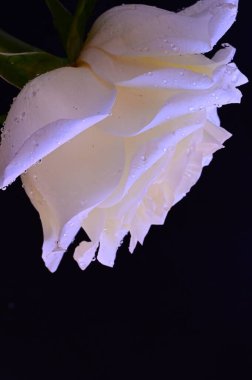 Siyah arkaplanda harika beyaz bir gül