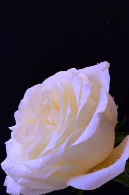 Siyah arkaplanda harika beyaz bir gül