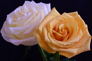 Koyu arkaplanda beyaz ve sarı gül çiçekleri