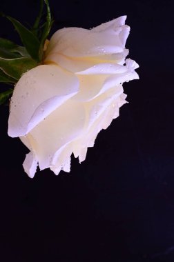 Siyah arkaplanda harika beyaz bir gül