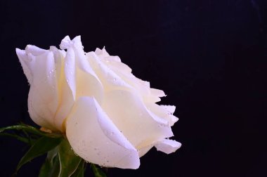 Siyah arkaplanda harika beyaz bir gül