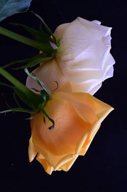 Koyu arkaplanda beyaz ve sarı gül çiçekleri