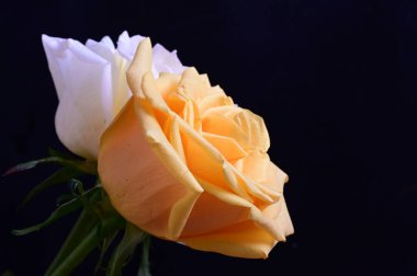 Koyu arkaplanda beyaz ve sarı gül çiçekleri