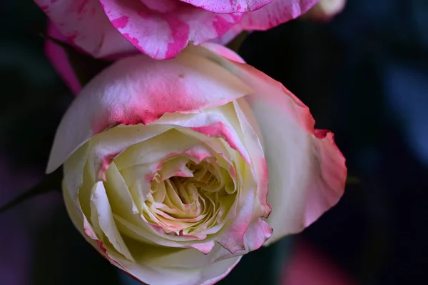 Όμορφα Ροζ Τριαντάφυλλα Κοντινή Θέα — Φωτογραφία Αρχείου
