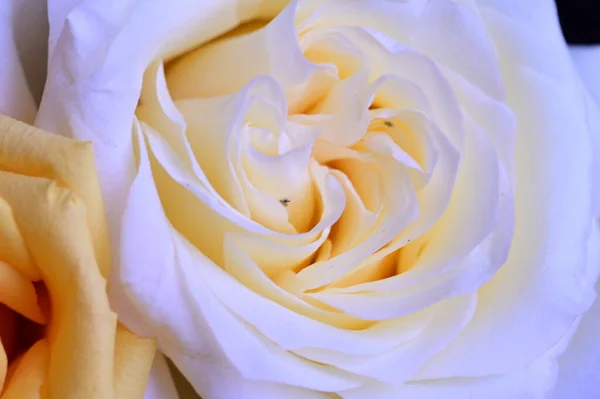 Beautiful White Rose Close View — Stock Photo, Image