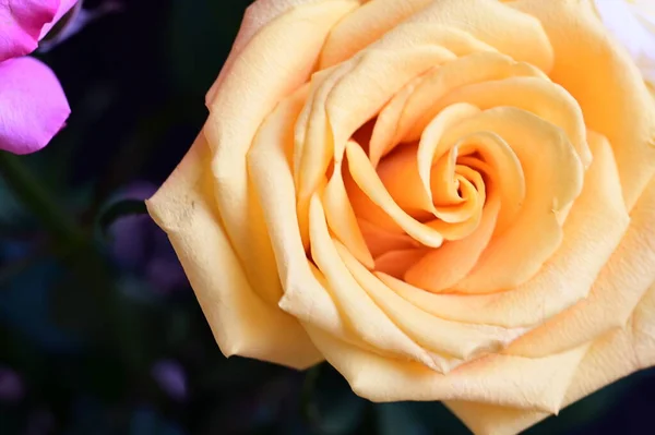 Piękna Żółta Róża Widok Bliska — Zdjęcie stockowe