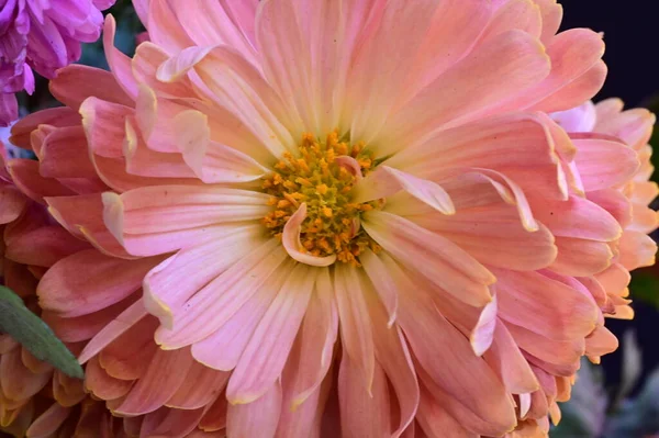 Vista Perto Belas Flores Conceito Verão — Fotografia de Stock