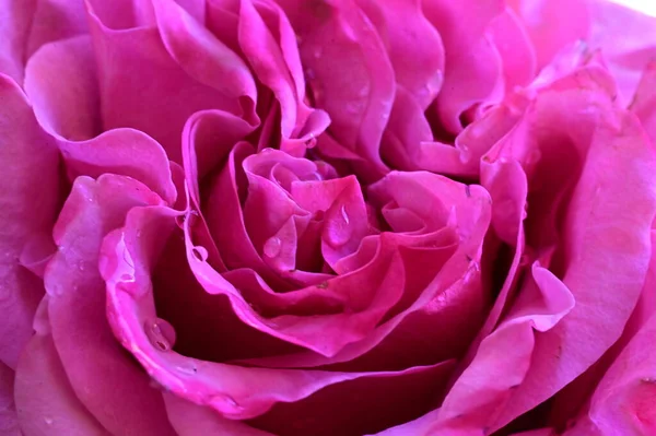 Piękna Różowa Róża Widok Bliska — Zdjęcie stockowe