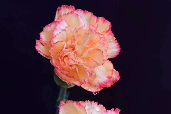 暗い背景に美しいカーネーションの花 — ストック写真