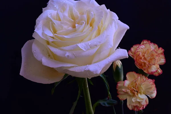 濃い背景に白いバラの美しいカーネーションの花 — ストック写真