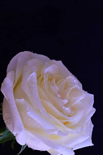 Csodálatos Fehér Rózsa Fekete Háttér — Stock Fotó