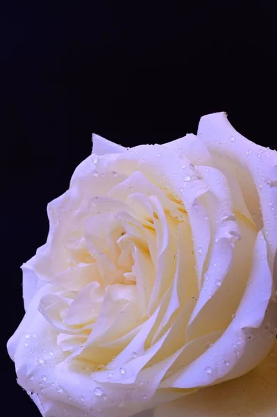 驚くべき白いバラが黒を背景に — ストック写真