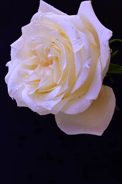 黑色背景的迷人的白玫瑰 — 图库照片