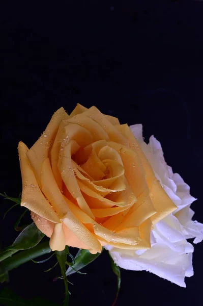 深色背景下的白色和黄色玫瑰花 — 图库照片