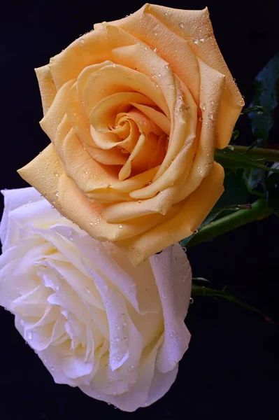 Bílá Žlutá Růže Květiny Tmavém Pozadí — Stock fotografie
