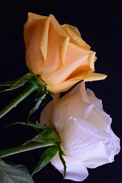 Bílá Žlutá Růže Květiny Tmavém Pozadí — Stock fotografie