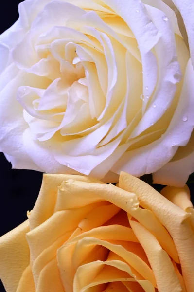 White Yellow Rose Flowers Dark Background — Stock Photo, Image