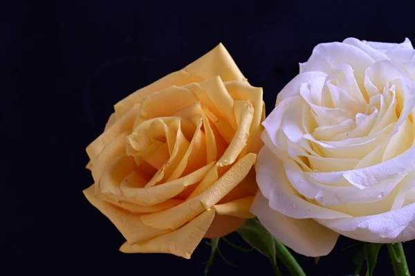 Weiße Und Gelbe Rosenblüten Auf Dunklem Hintergrund — Stockfoto